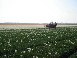 Topping Tulip Gwen